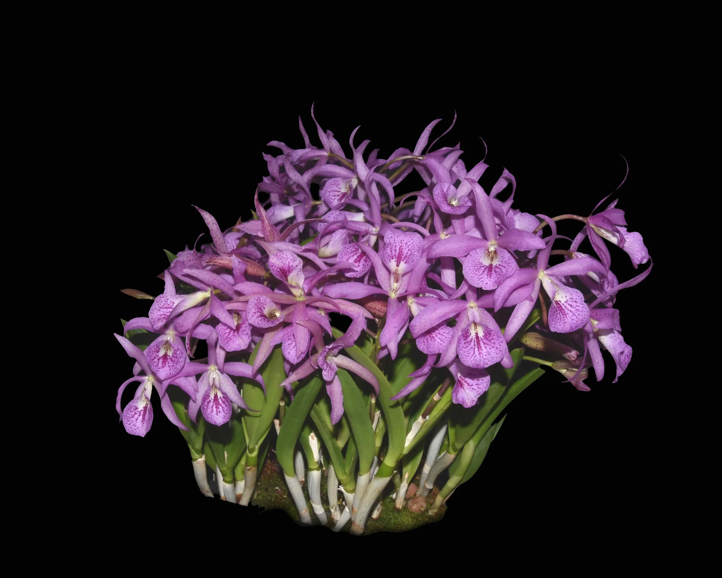 Plant of the Month - Brassocattleya Maikai 'Mayumi' — Illinois